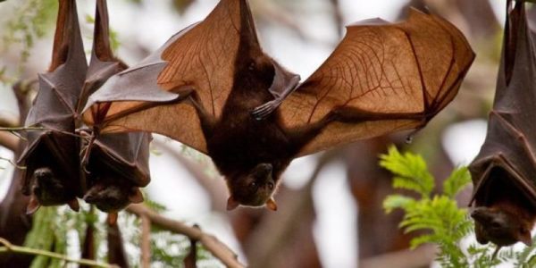 How To Keep Bats Outdoors - Interstate Pest Management