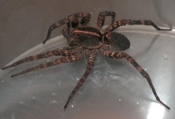 Carolina Pest  What NC Spiders are Dangerous? - Carolina Pest