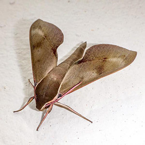 Indianmeal moth - Wikipedia