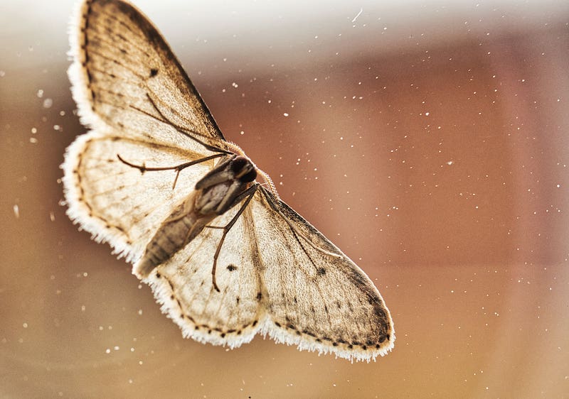 Blog - Where Did These Pantry Moths Come From, And How Do I Get