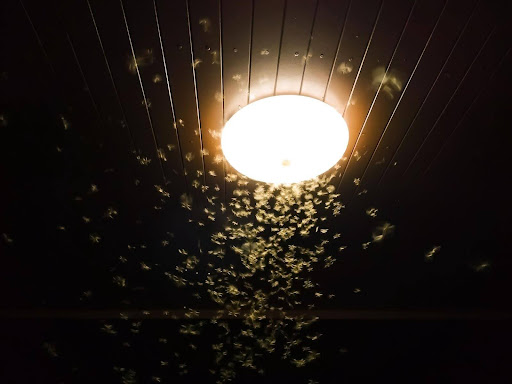 Flies swarming around a ceiling light 