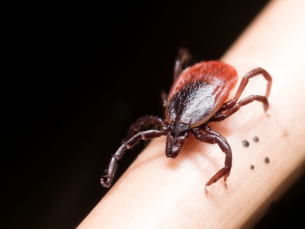 Close up photo of adult female deer tick