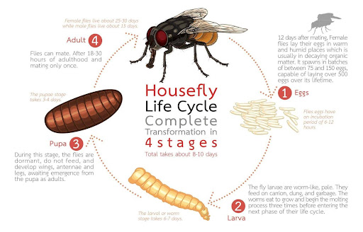 Housefly life cycle diagram 