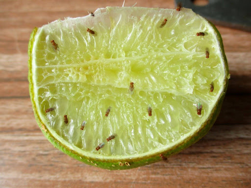 A lime with flies on it 