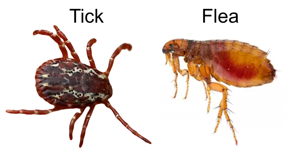 Tick vs flea appearance 