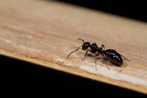 little black ant 