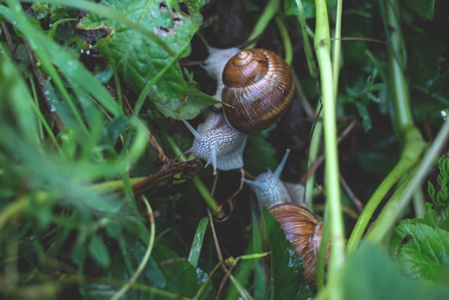 Snails hiding in some foliage