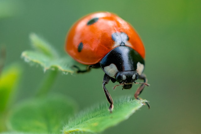 Ladybug on leaf